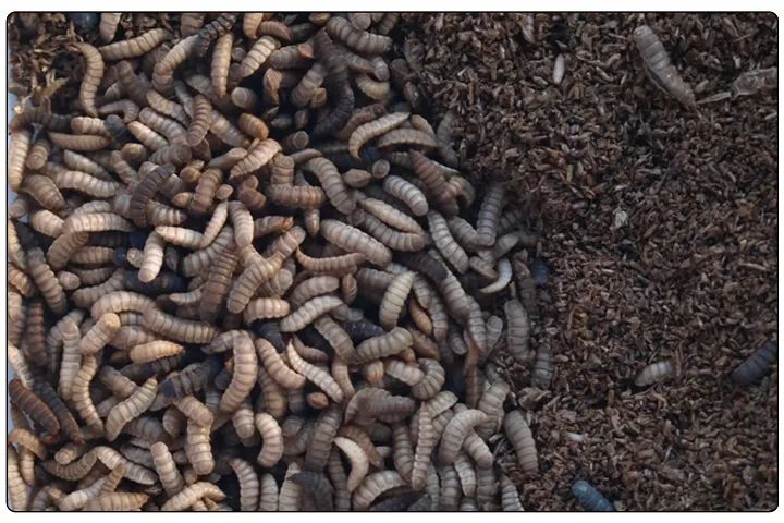 潔匠凈化·的凈工業除臭劑_黑水虻養殖實地設計除臭方案，工業除臭劑解決惡臭難題！