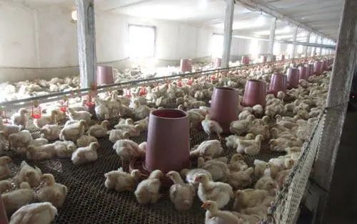 養殖場臭氣來源有哪些?.jpg 養殖場臭氣來源有哪些?.jpg