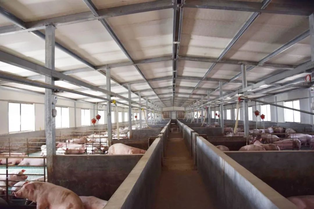 隨著氣溫逐漸升高，不少養(yǎng)豬戶反映，豬舍臭味越發(fā)濃烈。刺鼻的惡臭異味一方面會危害畜禽的健康，降低畜禽的抗病能力，容易導(dǎo)致呼吸道疾??；另外一方面還會影響飼養(yǎng)人員的身心健康，降低人體抵抗力。如何解決？小匠給大家分享6大方法。