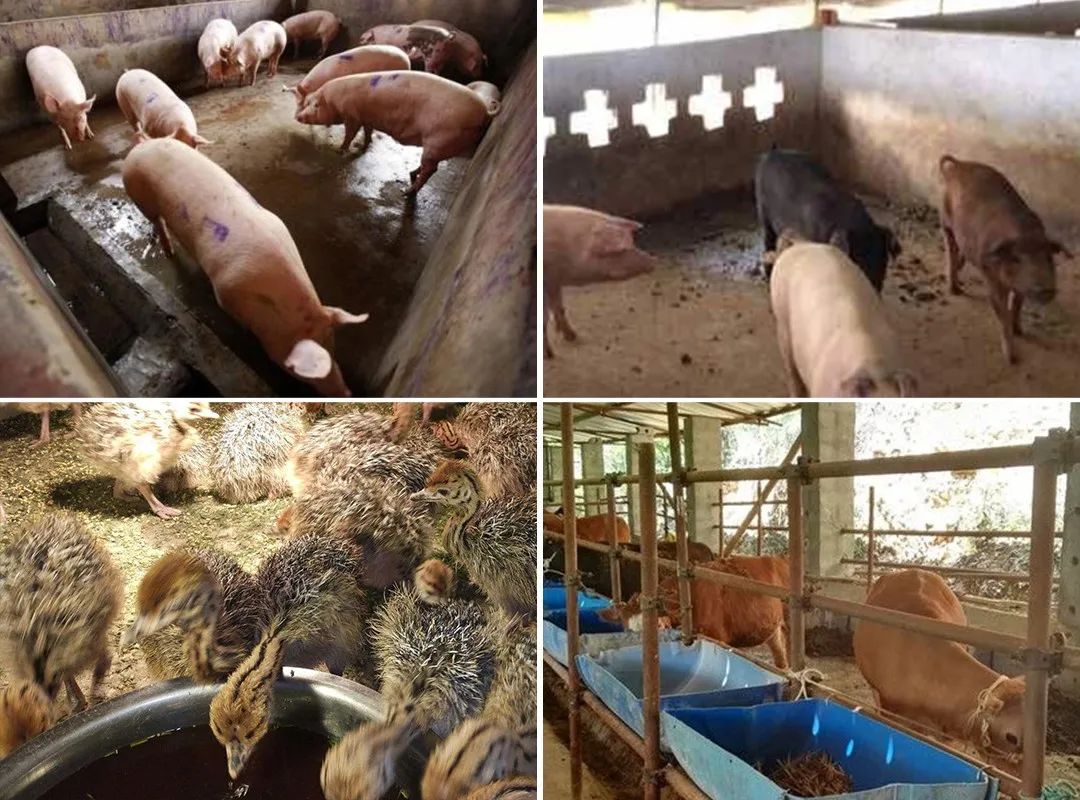 Dejing的凈養殖場除臭劑如何迅速清理養殖場臭味?.jpg Dejing的凈養殖場除臭劑如何迅速清理養殖場臭味?.jpg